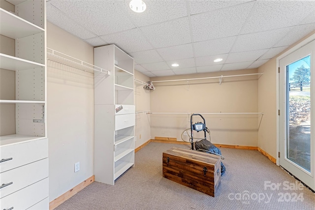 spacious closet with carpet and a paneled ceiling