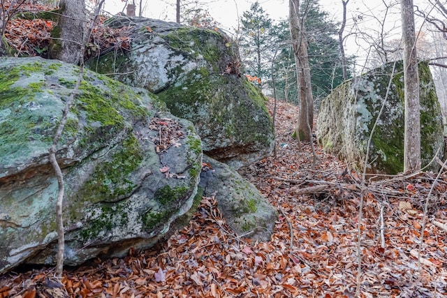 view of local wilderness