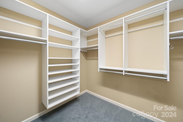 spacious closet featuring carpet flooring