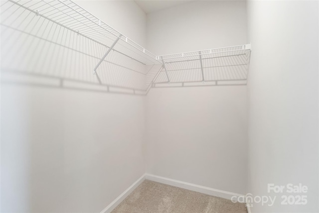 walk in closet featuring carpet floors