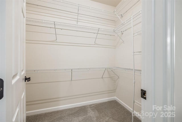 walk in closet featuring carpet flooring