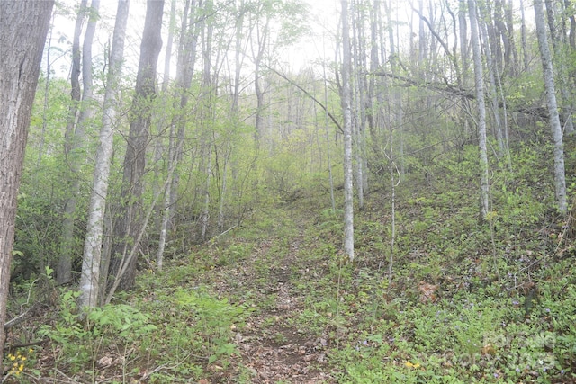 278 Kelses Valley Dr, Mars Hill, NC 28754 - view of local wilderness featuring a view of trees