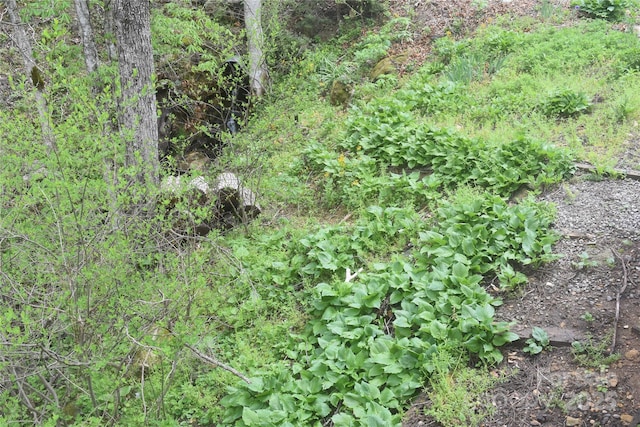 278 Kelses Valley Dr, Mars Hill, NC 28754 - view of nature
