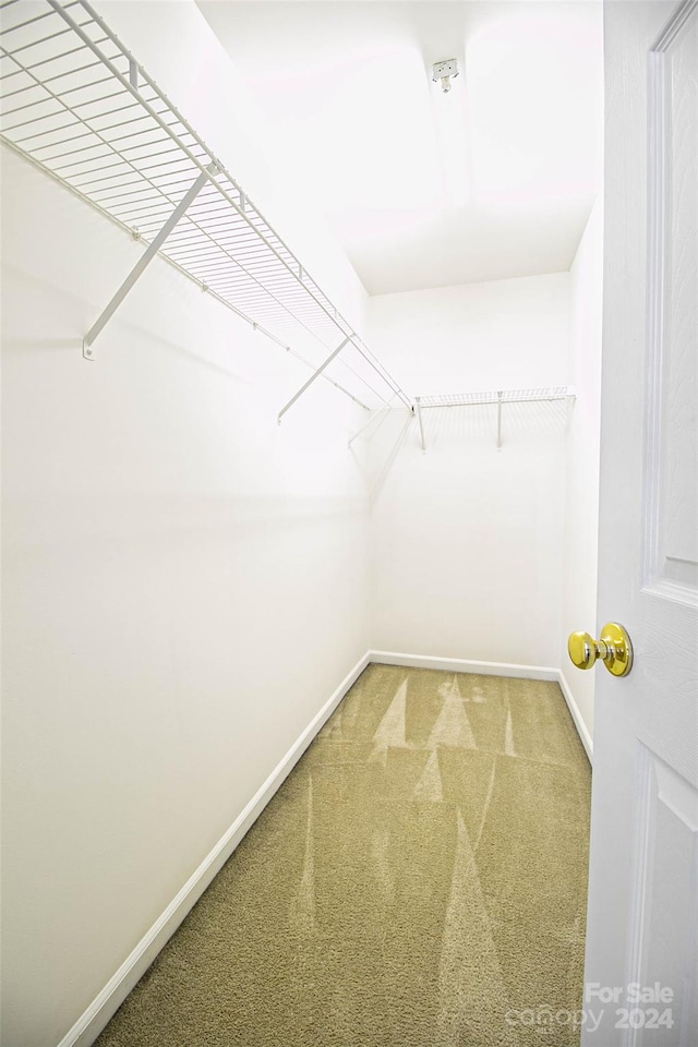 spacious closet featuring carpet flooring