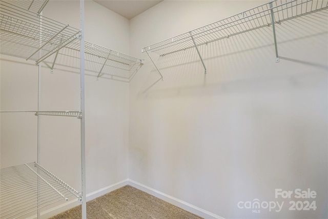 walk in closet featuring carpet floors