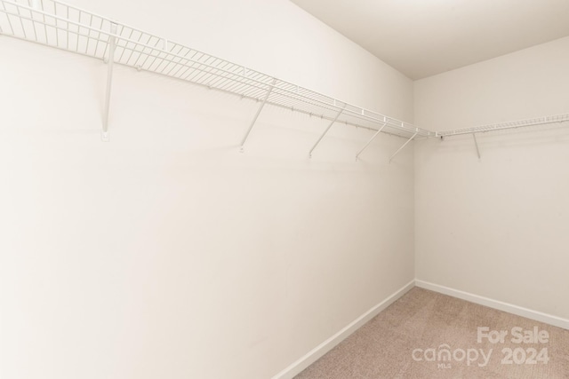 walk in closet with carpet flooring