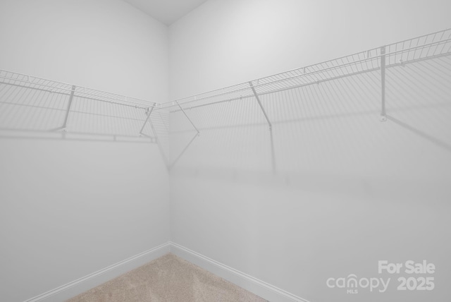 walk in closet featuring carpet flooring