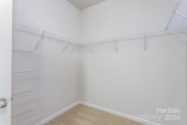 walk in closet with carpet floors