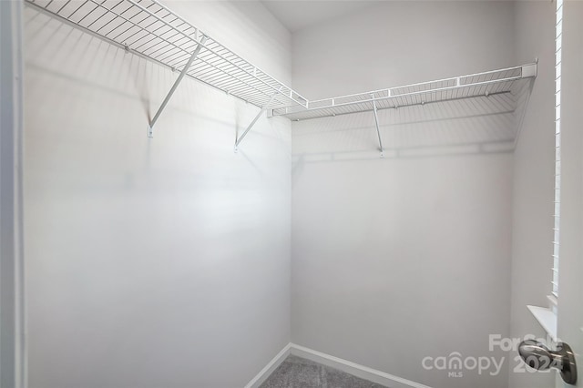 spacious closet featuring carpet flooring