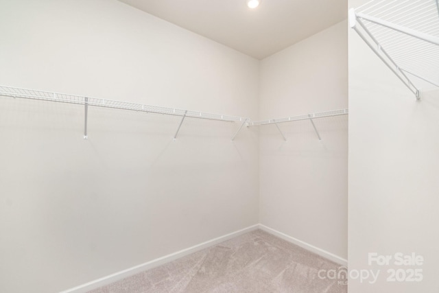 spacious closet featuring carpet