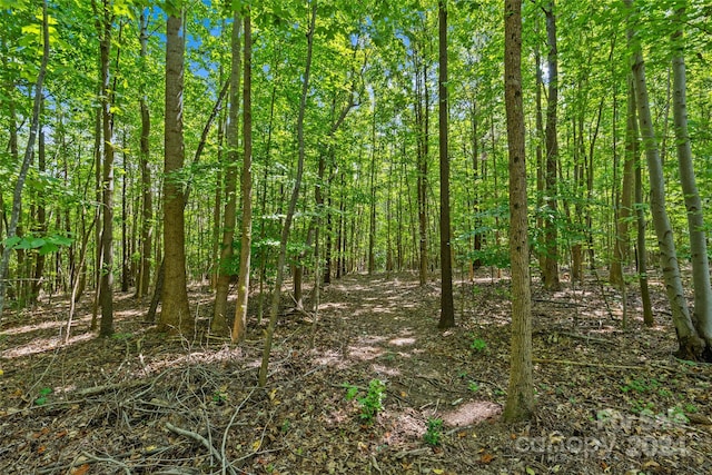 view of local wilderness