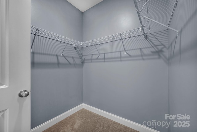 walk in closet featuring carpet floors