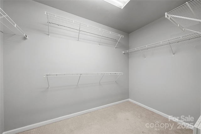 walk in closet with carpet flooring