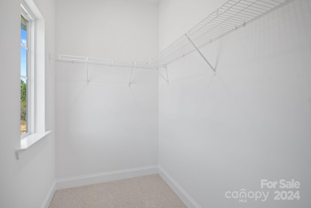 spacious closet featuring carpet