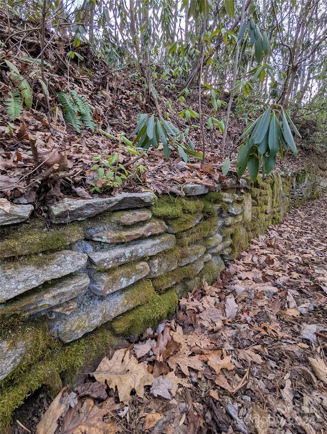 view of local wilderness