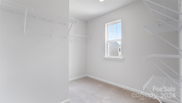 spacious closet featuring carpet