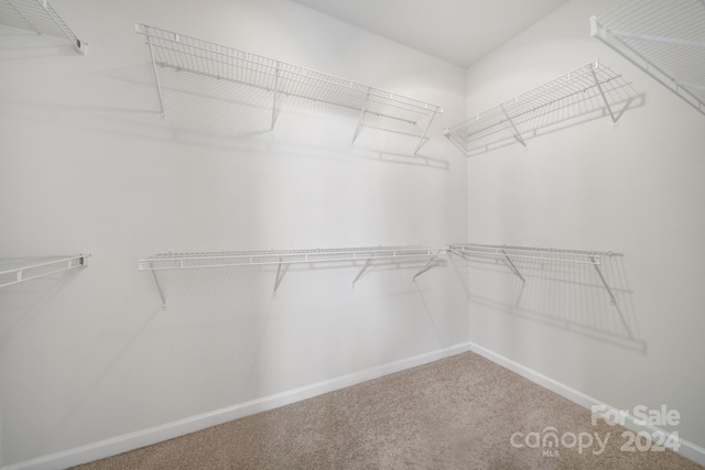 spacious closet featuring carpet flooring