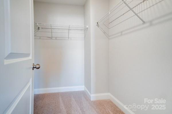 walk in closet featuring carpet