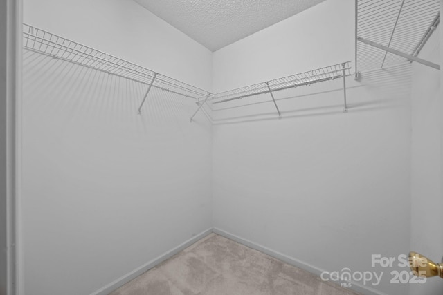 walk in closet featuring carpet