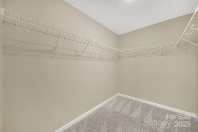 spacious closet featuring carpet flooring