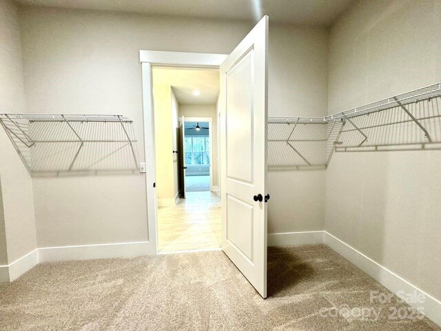 spacious closet featuring carpet floors