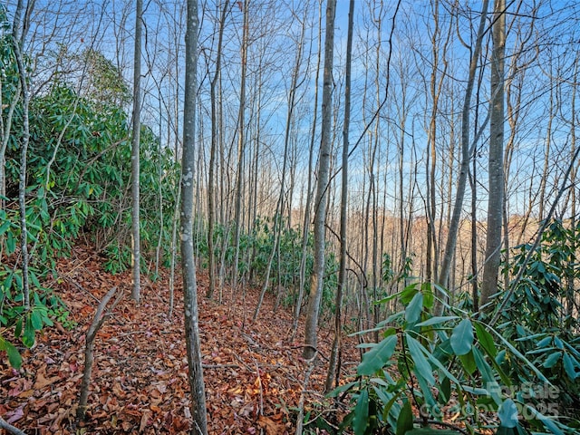 view of local wilderness