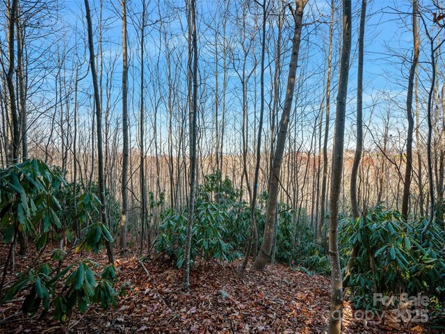 view of local wilderness