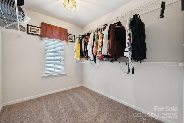 spacious closet featuring carpet