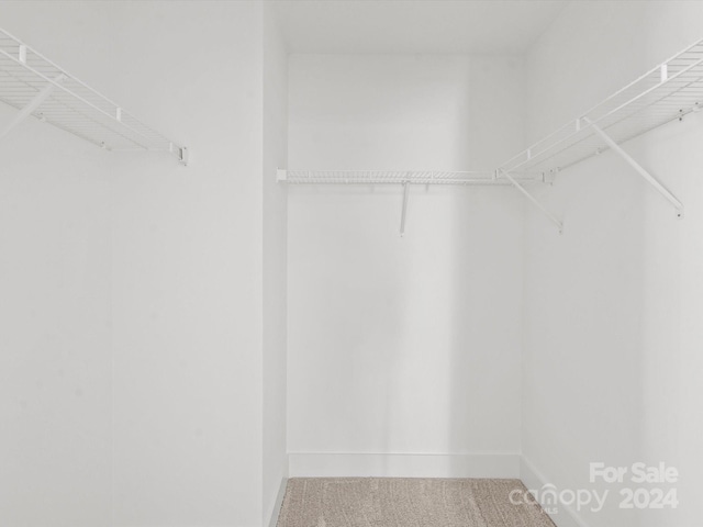 walk in closet with carpet floors