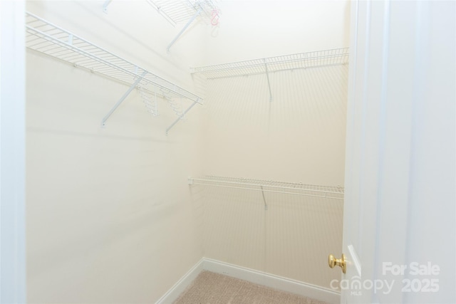 walk in closet featuring carpet flooring