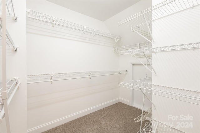 walk in closet with carpet floors