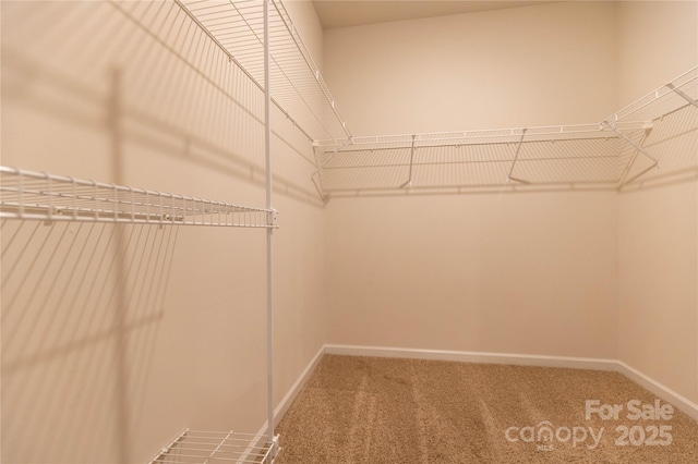 spacious closet with carpet floors