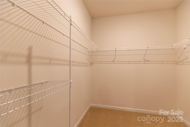 walk in closet with carpet flooring