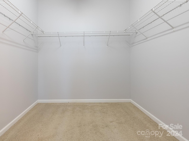 spacious closet featuring carpet flooring