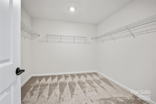 walk in closet featuring carpet flooring