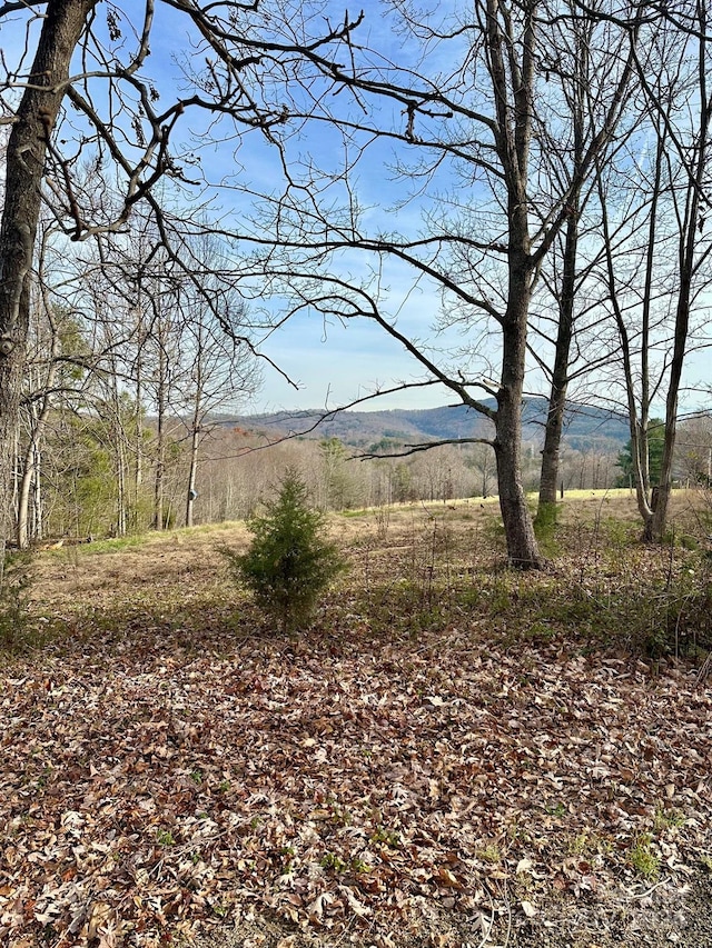 view of local wilderness