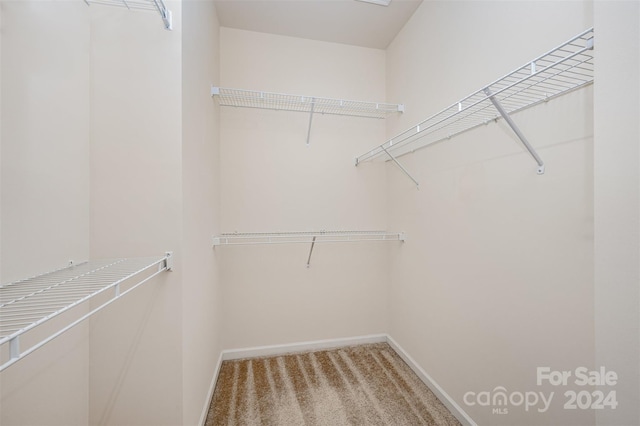 walk in closet with carpet floors