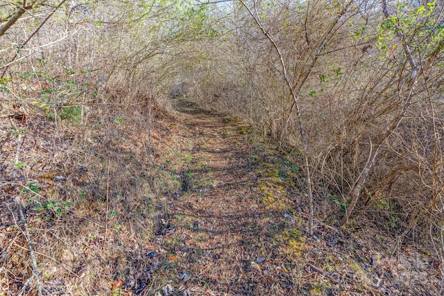 view of local wilderness