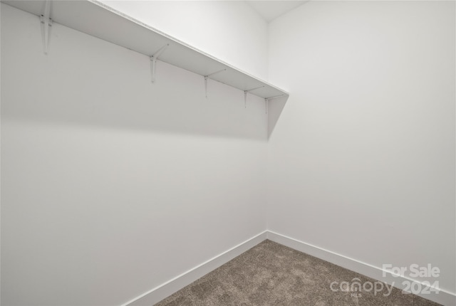 walk in closet with carpet floors