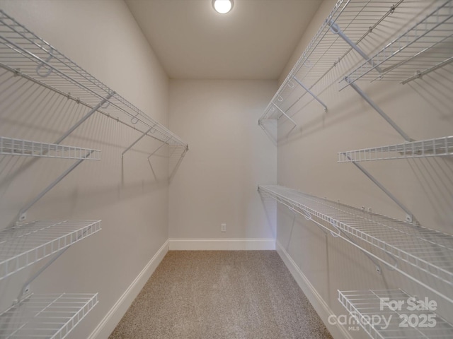 spacious closet featuring carpet flooring