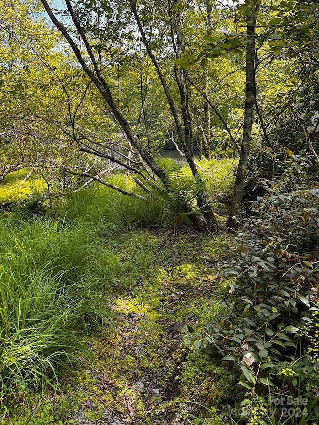 view of local wilderness