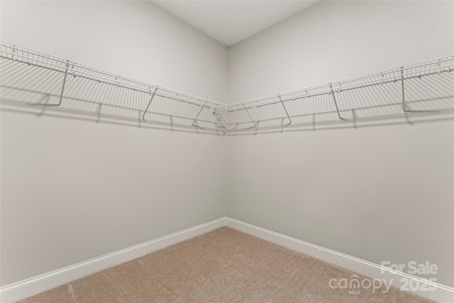 walk in closet featuring carpet