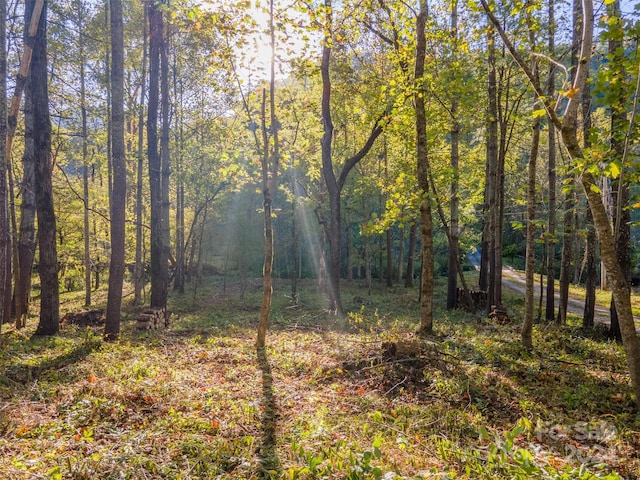 view of local wilderness