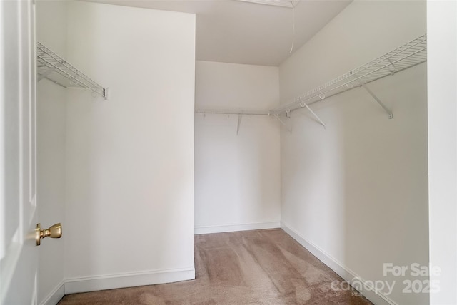 walk in closet featuring light colored carpet