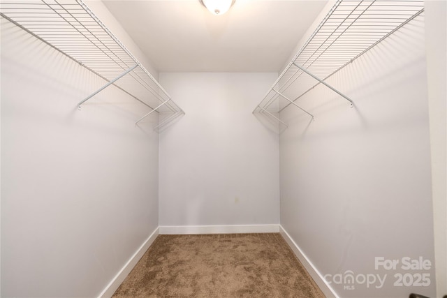 spacious closet featuring carpet