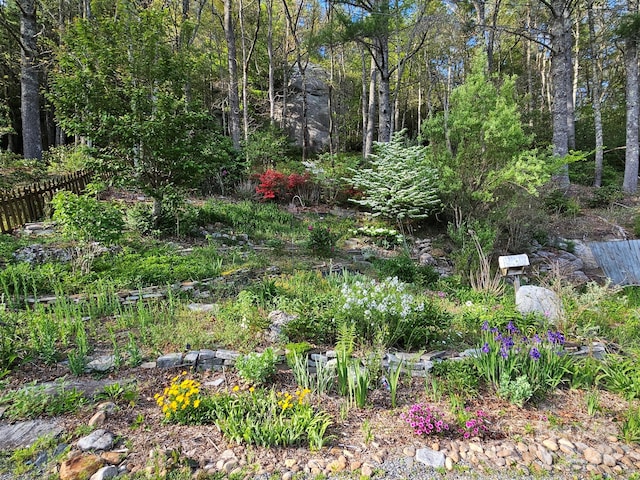 view of local wilderness