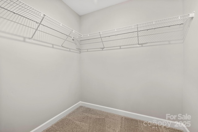 walk in closet with carpet floors