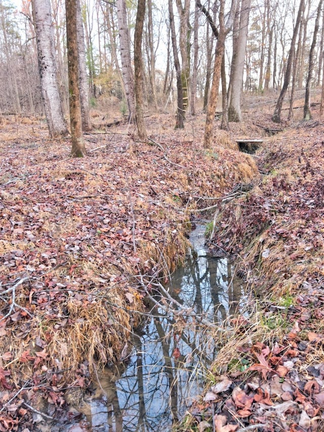 view of local wilderness