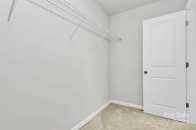 spacious closet featuring carpet