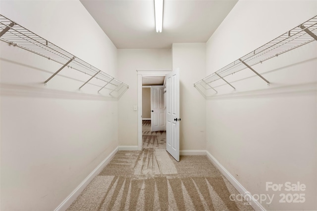 walk in closet with carpet flooring